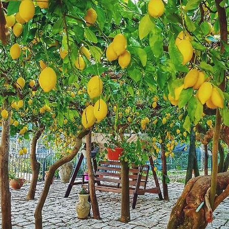 Il Limoneto Degli Angeli Villa Minori Eksteriør billede