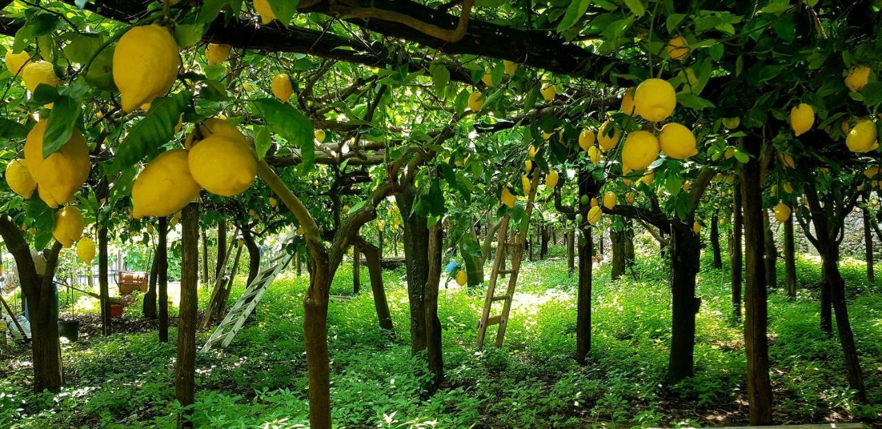 Il Limoneto Degli Angeli Villa Minori Eksteriør billede