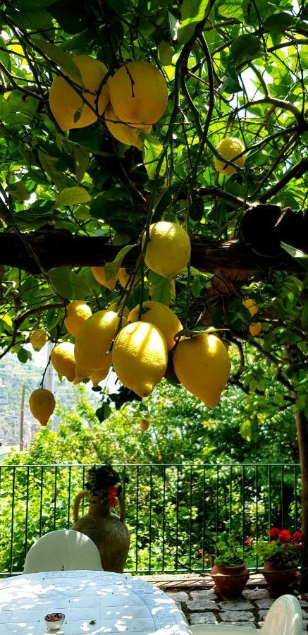Il Limoneto Degli Angeli Villa Minori Eksteriør billede