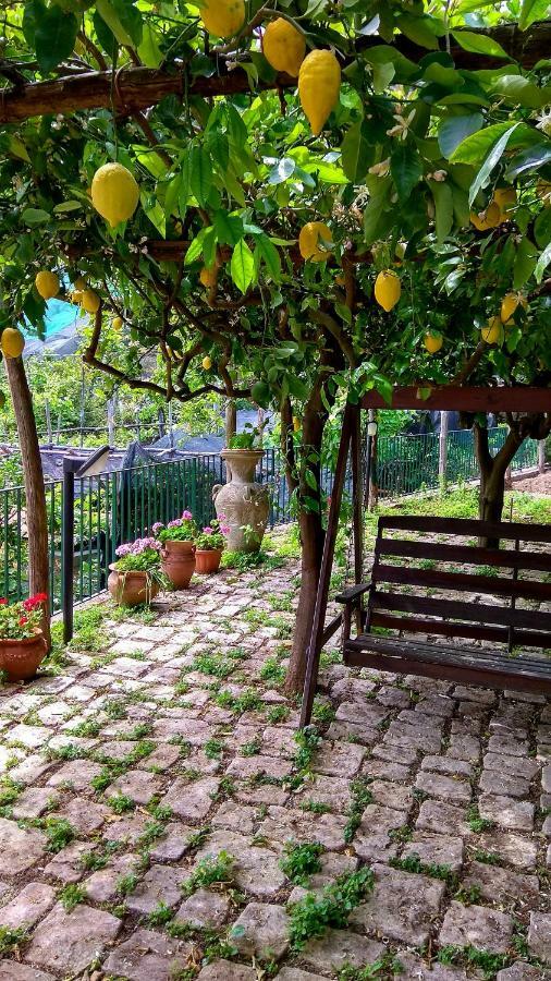 Il Limoneto Degli Angeli Villa Minori Eksteriør billede